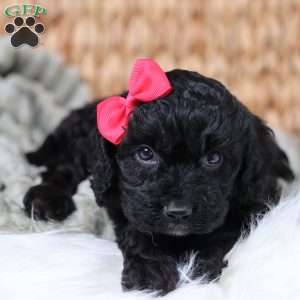 Rosa, Cavapoo Puppy